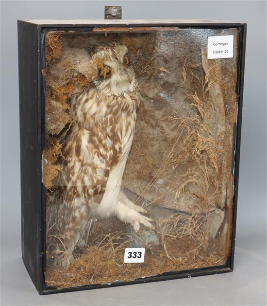 A taxidermic owl, cased